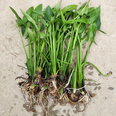 水生植物有水就好成活