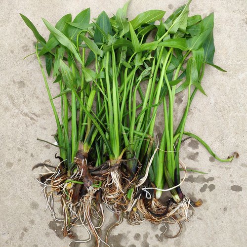 水生植物有水就好成活