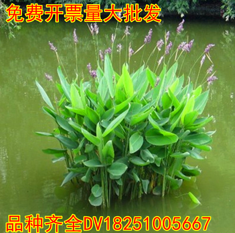 水生花卉植物人工湿地种植挺水绿植再力花花苗水生鸢尾黄菖蒲池塘