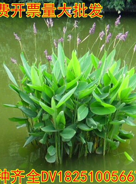 水生挺水植物池塘过滤美观绿化