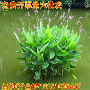 水生花卉植物人工湿地种植挺水绿植再力花花苗水生鸢尾黄菖蒲池塘