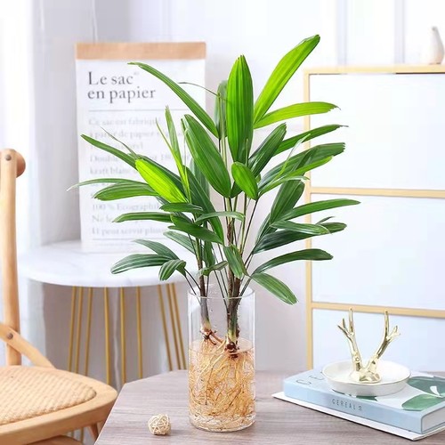 金山棕竹室内净化空气吊钟马醉木