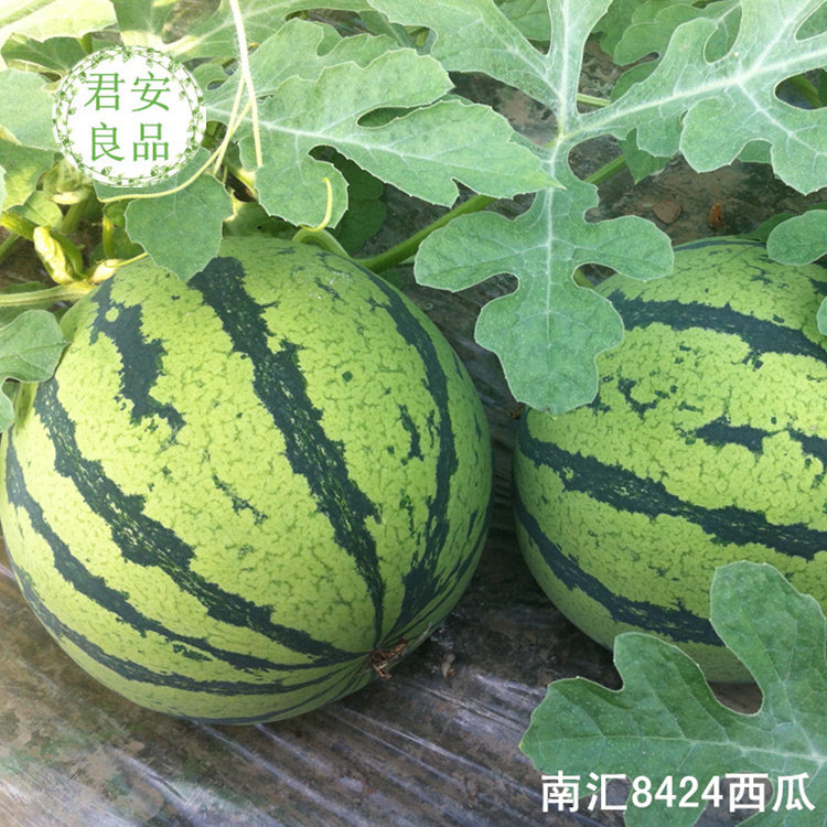 上海特产当季水果 正宗南汇8424西瓜 头藤黑籽16斤/2个 松嫩脆爽
