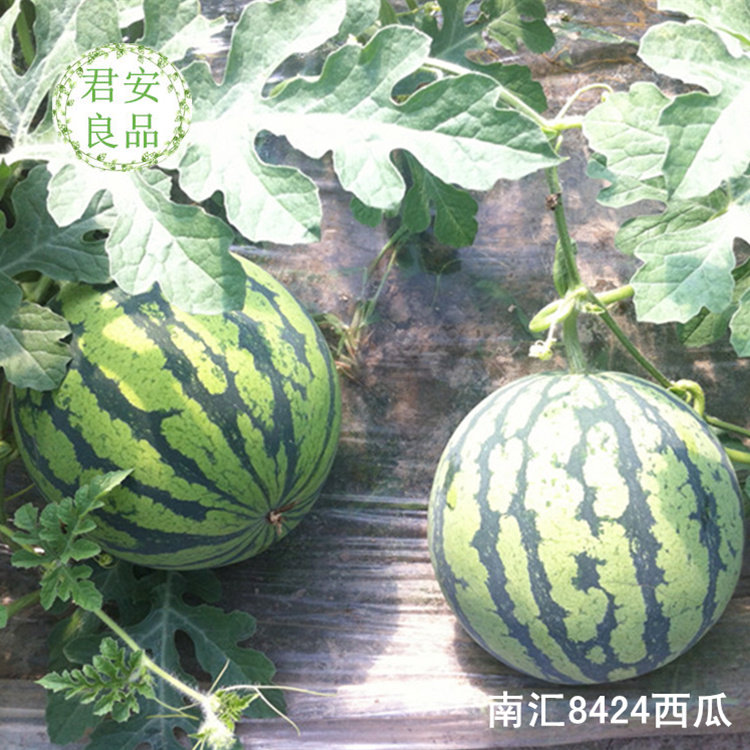 上海特产水果 正宗南汇8424西瓜 头藤黑籽瓜10斤/2个盐碱沙地种植