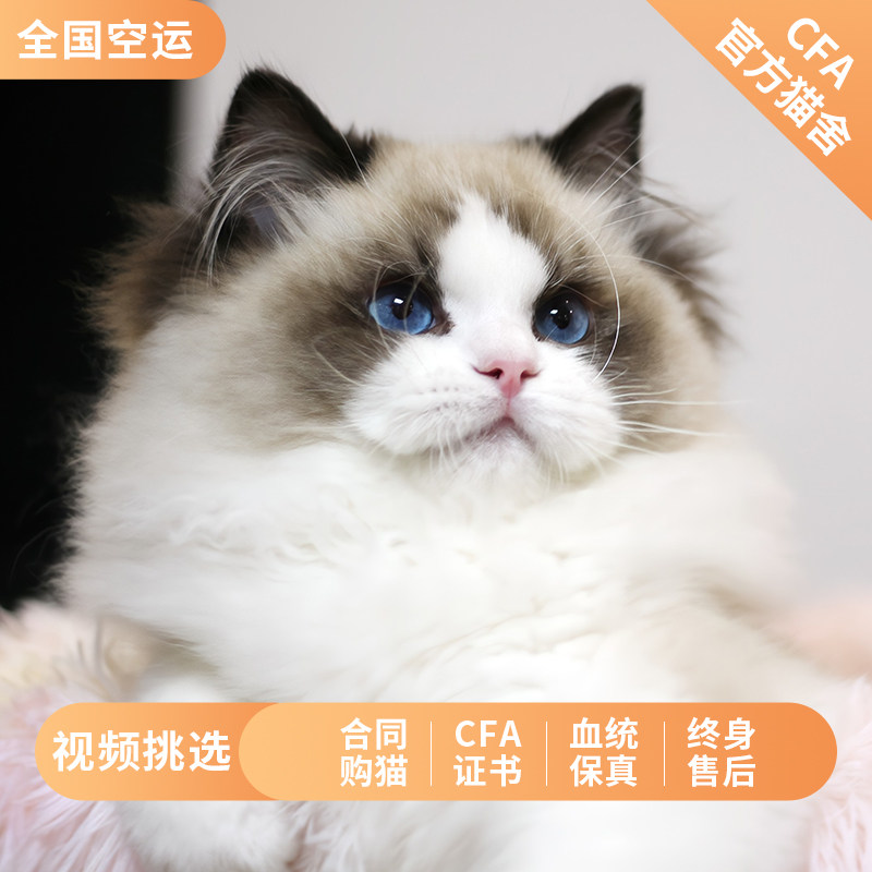 纯种布偶猫长毛布偶幼猫宠物猫舍仙女猫海双蓝双猫活体幼崽猫实体