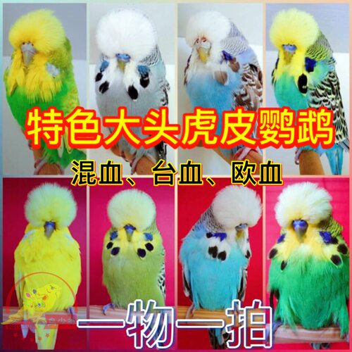 蘑菇头说话一物一拍包邮虎皮鹦鹉