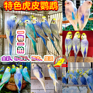 特色虎皮鹦鹉活鸟小型说话繁殖彩显金彩宠物鸟小鸟雨衣珍珠彩显派