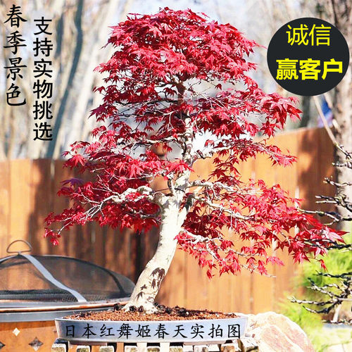 日本红枫树苗红舞姬约旦狮子头