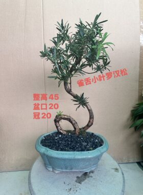 罗汉松树苗大树雀舌庭院别墅阳台地栽可造型室内外盆栽盆景绿植物
