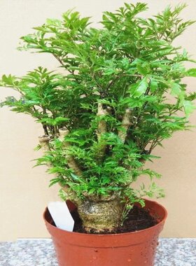 室内盆景植物观径办公室F福禄桐