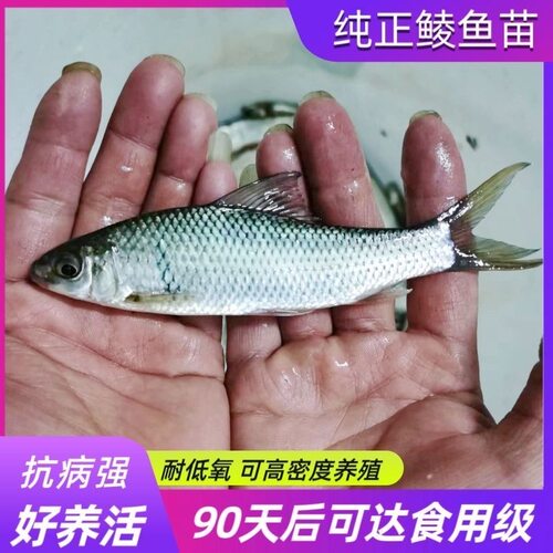 纯正鲮鱼苗土鲮鱼活体淡水鱼苗