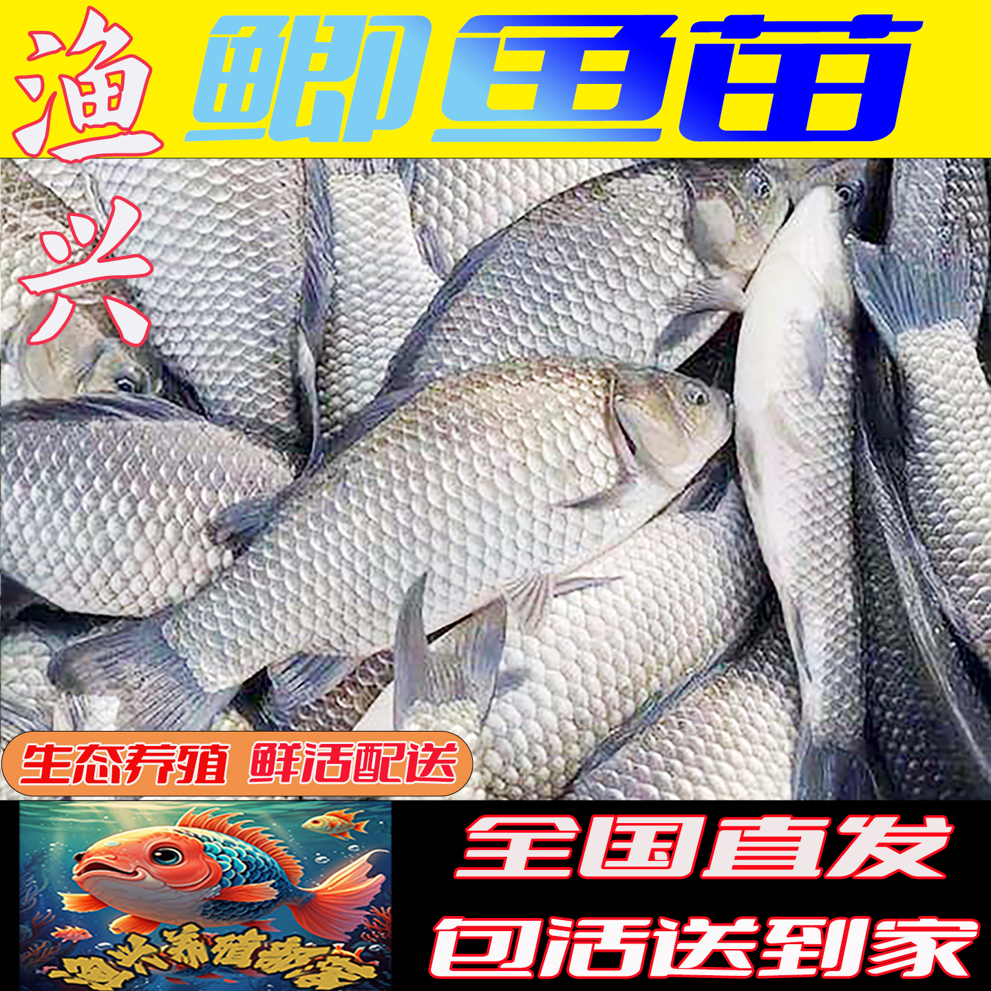 中科五号冷水淡水鱼鲫鱼苗批发