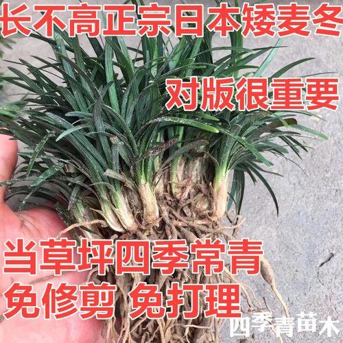 矮麦冬草日本麦冬草四季常青