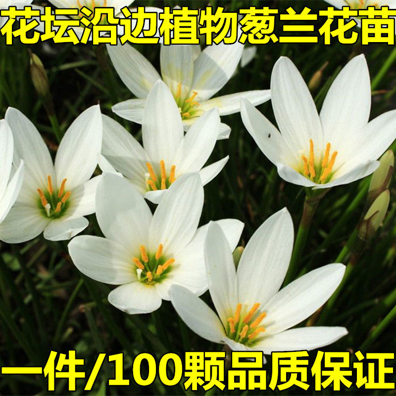 萧山花木城直销 葱兰花苗庭院别墅绿化盆栽花卉植物葱兰