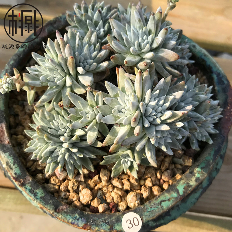 格诺玛白菊多肉植物 多头白菊群生老桩仙女杯属韩国进口多肉 现货