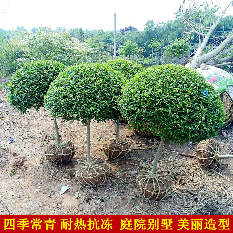 小叶女贞造型盆景树桩球形树苗庭院别墅植物小区小叶女贞造型苗木