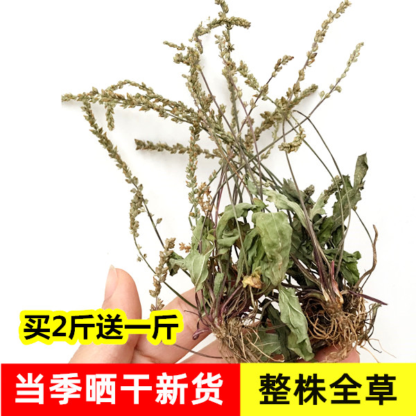 正宗野生车前草干品新鲜车前子新货晒干车轮菜优质整株全草500克