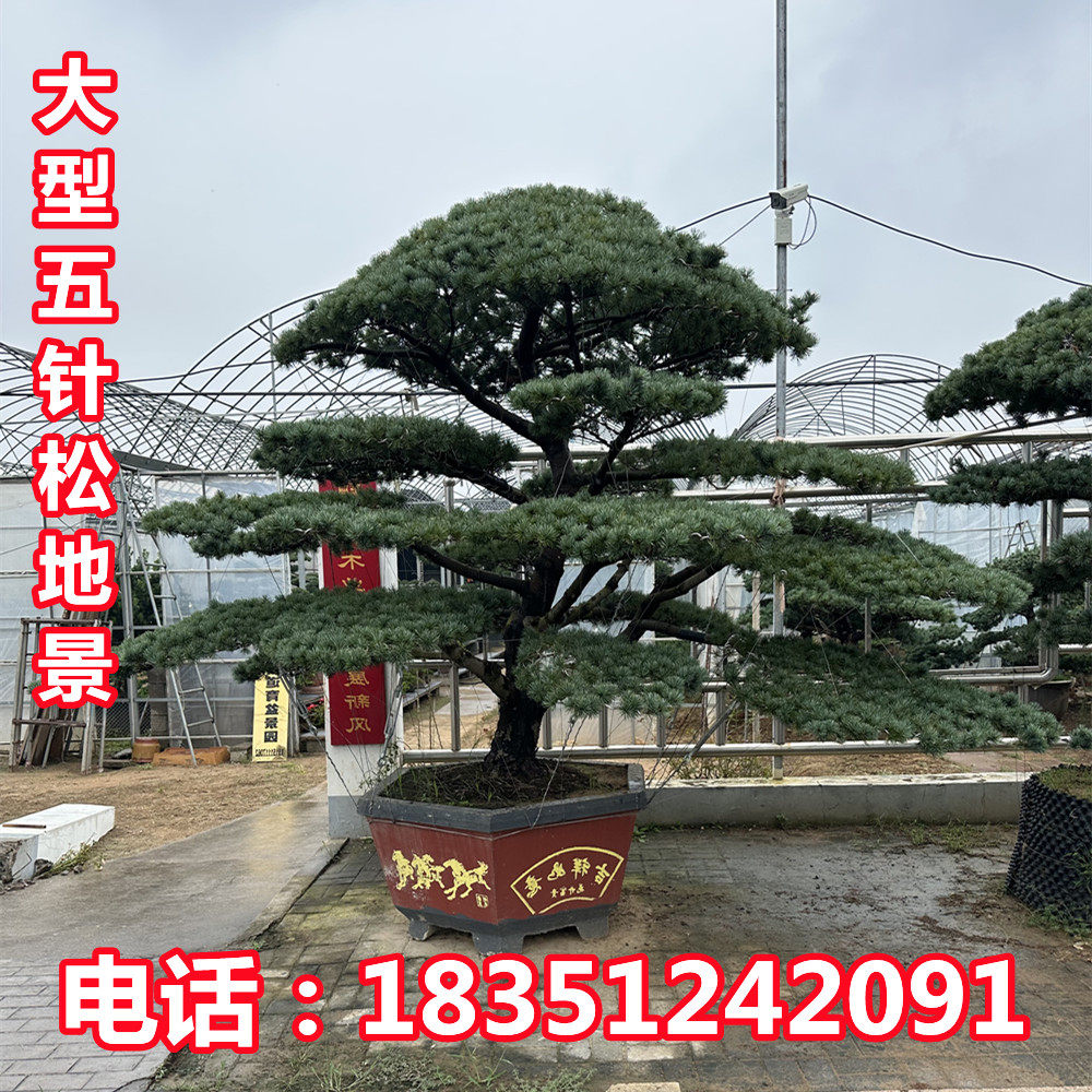实拍中大型五针松盆景树桩地景景造型盆景