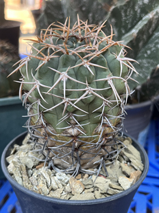 产地碧岩玉 实生开花精品仙人球