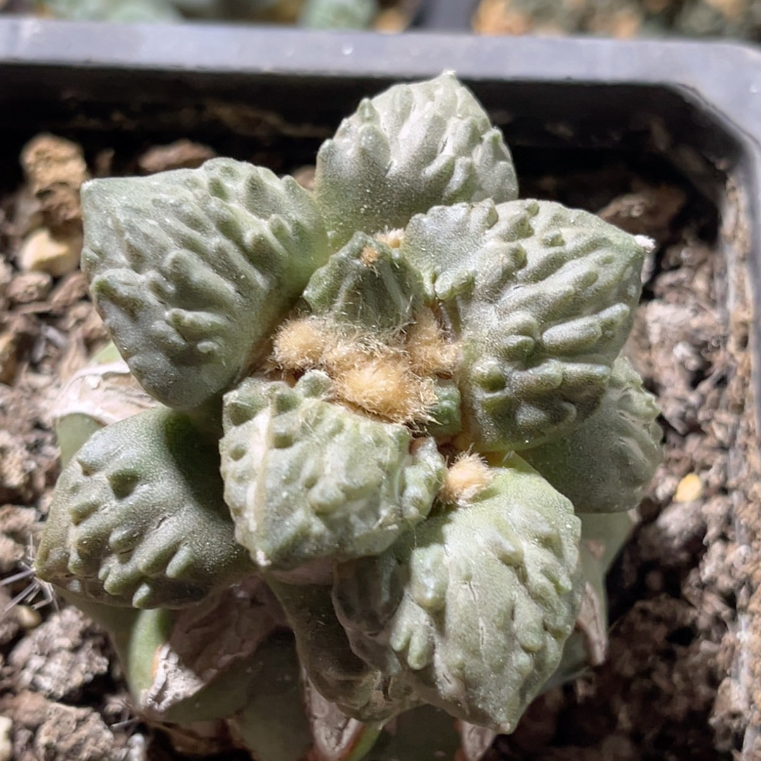 怒涛牡丹 开花精品仙人球