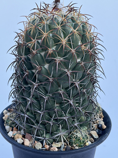 大钢钉 实生开花稀有品种精品仙人球 顶花球属