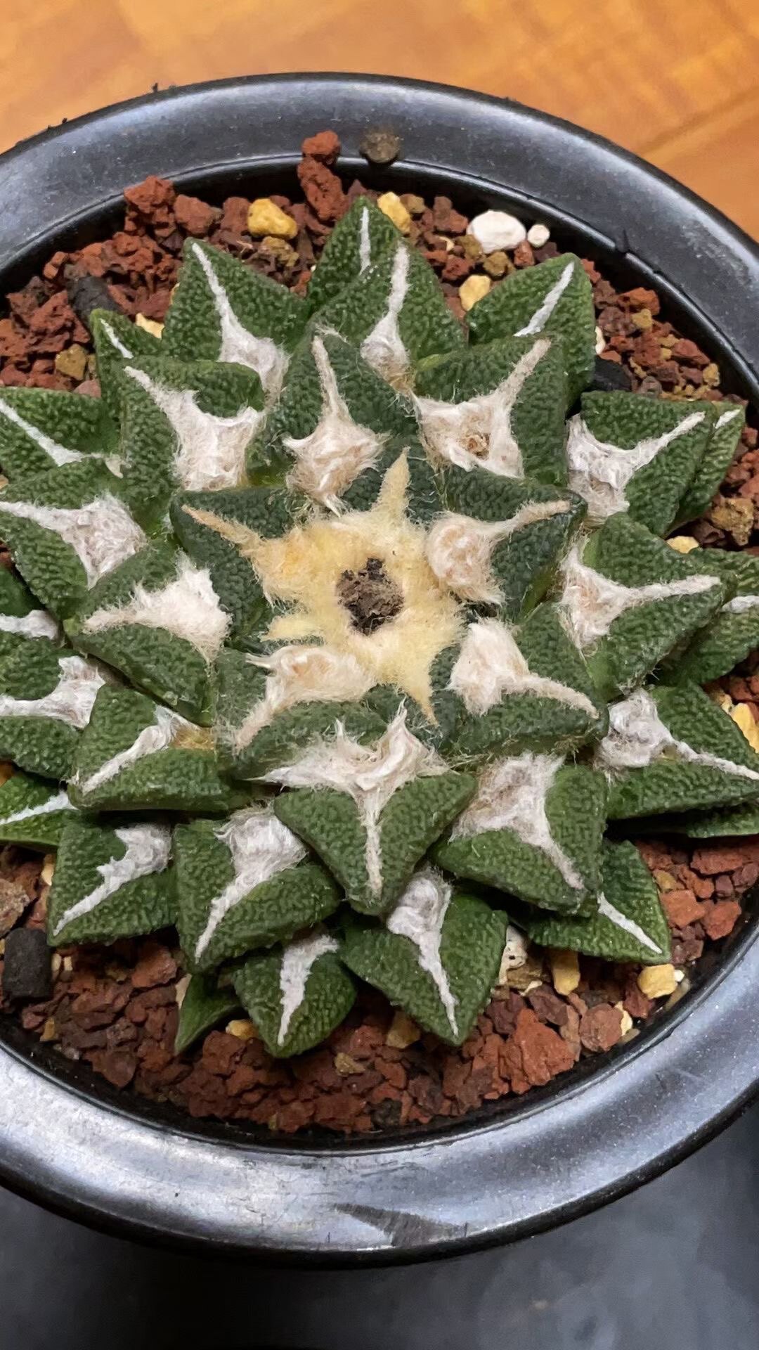 实生大疣黑牡丹8.2cm 疣宽1.8cm 精品开花仙人球