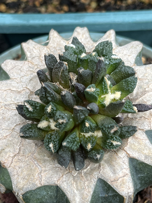 辛顿牡丹群生 开花精品仙人球