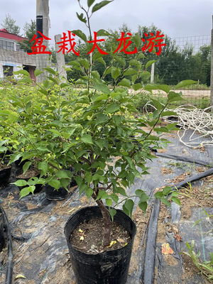 盆栽苗阳台庭院观花植物