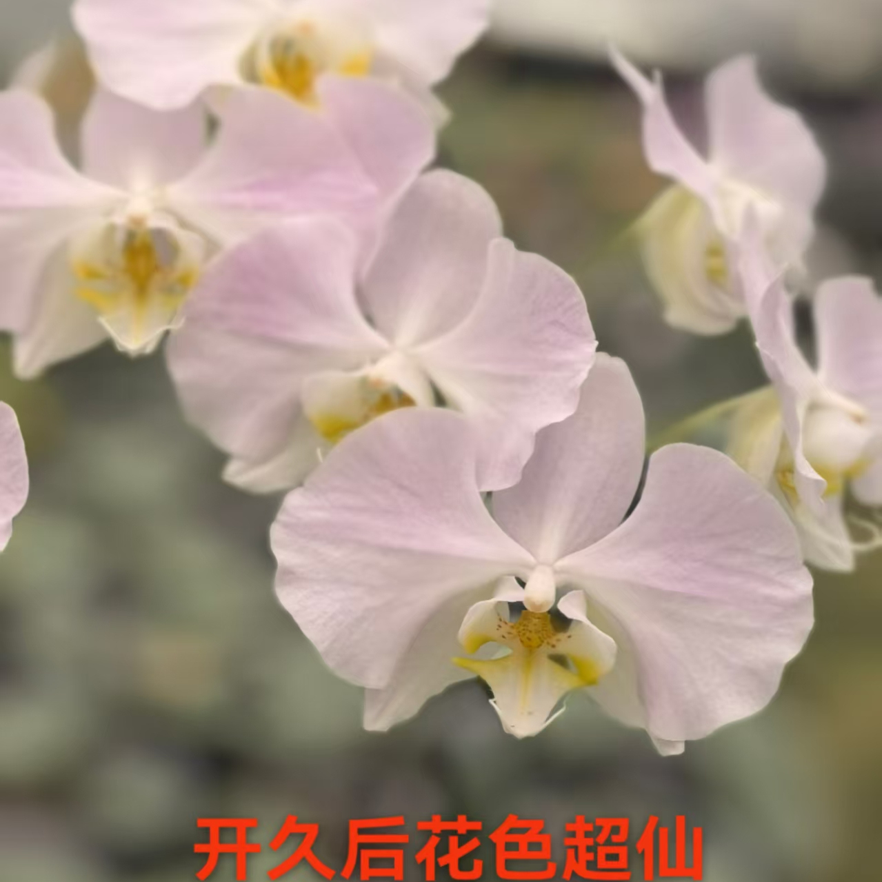 稀有台湾品种银叶桑德蝴蝶兰苗1306-3哈克珍珠蛋黄酥花开对版