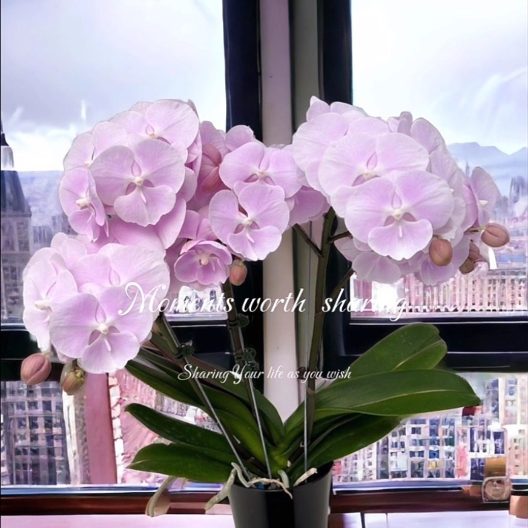 台湾品蝴蝶兰N5306花苗带花剑3.5寸杯花开对版顺丰包邮,鲜花速递/花卉仿真/绿植园艺,时令草本花卉,淘宝优惠券,粉丝福利购,淘宝优惠卷