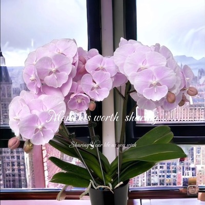 台湾品种N5306蝴蝶兰花开对版