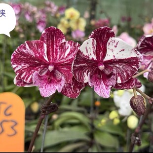 台湾品闪电侠蝴蝶兰1.7杯花苗无花剑花开对版顺丰包邮