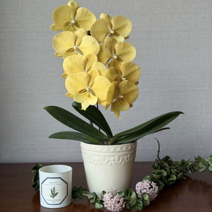 台湾品春日暖阳蝴蝶兰3.0寸杯花苗无花剑花开对版顺丰包邮