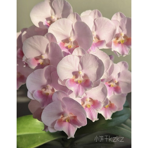 粉娇娘蝴蝶兰桌面爆花机器3.5寸加高花苗无花剑花开对版基地包邮