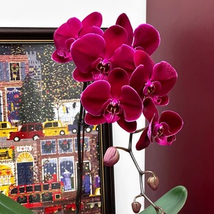 3.5寸杯牛记黑脸蝴蝶兰开花株花苗带花剑带花苞花开对版