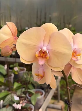 4.5寸杯Phal.Pink Sunset落日余晖蝴蝶兰台湾品复古高级粉
