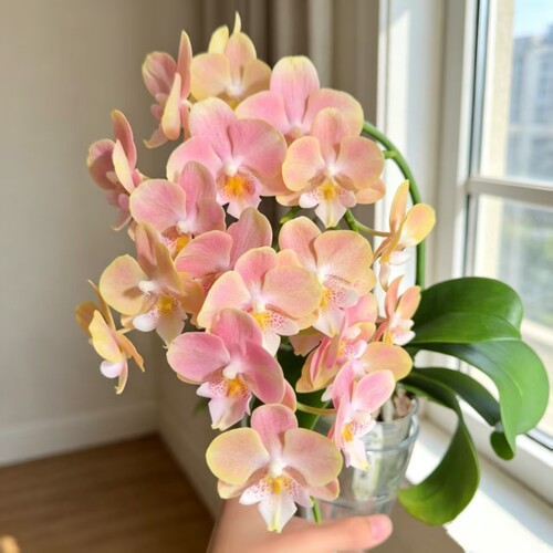 05102瓦力蝴蝶兰2.8寸杯花苗