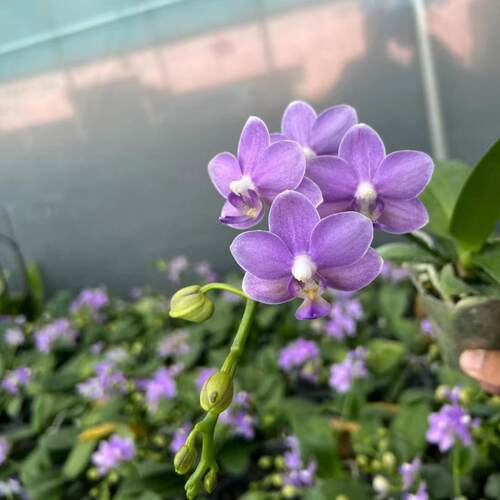 紫芋铃铛385稀有品种台湾蝴蝶兰 5寸刚换杯基地直发