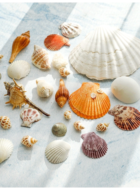 迷妆贝壳地中海风合集造景摆件