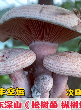 广东野生乌枞菌深山黄枞菌当季松乳菇新鲜松树菌可食用谷熟菌子