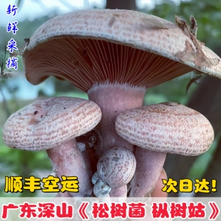广东野生乌枞菌深山黄枞菌当季松乳菇新鲜松树菌可食用谷熟菌子
