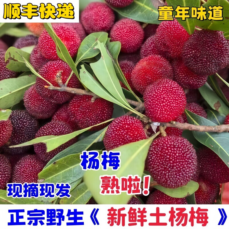 精选广东新鲜杨梅当季红杨梅土杨梅酸甜泡酒杨梅孕妇水果