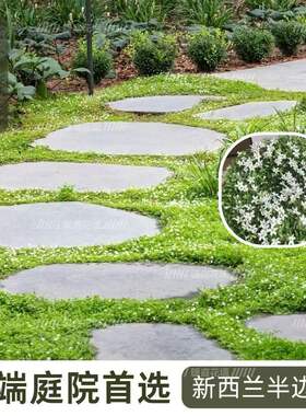 新西兰半边莲过路黄地被植物