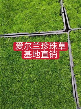爱尔兰珍珠草耐寒常绿庭院地被