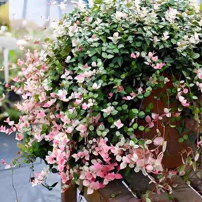 花叶络石盆栽金叶络石吊兰四季