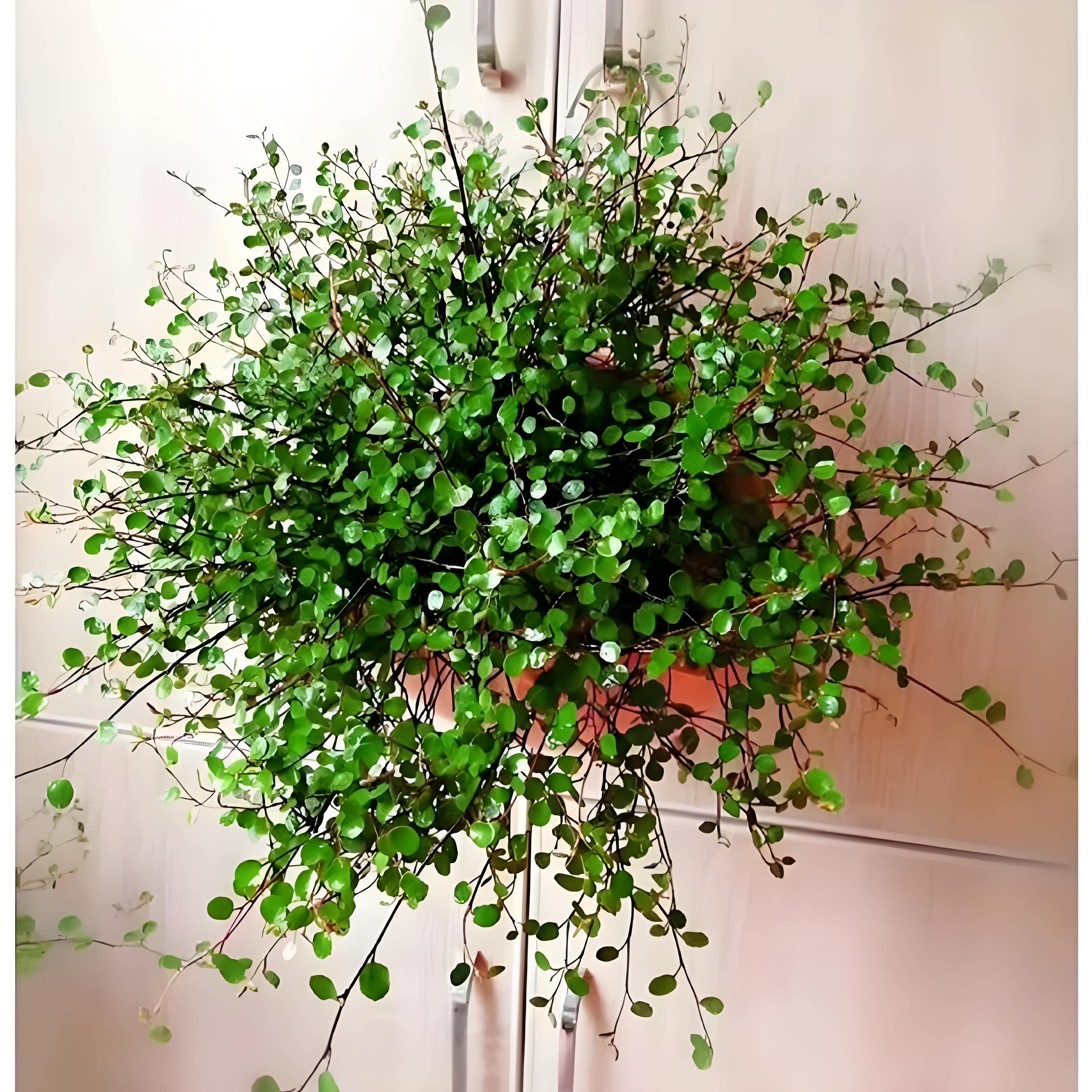 千叶吊兰盆栽观叶植物面包烘焙糕点装饰蛋糕点缀垂吊绿植四季常青