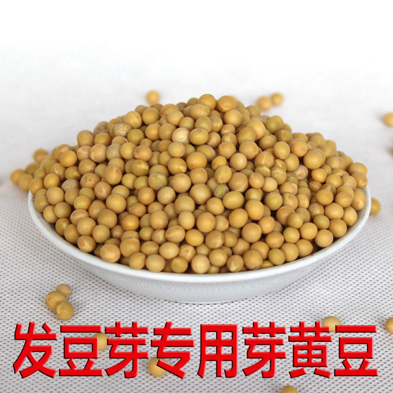 发豆芽专用小粒黄豆商用50斤