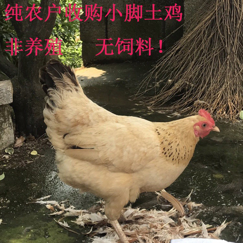 安徽农家散养本鸡新鲜炖汤老母鸡柴鸡现杀杂粮老鸡一年以上土鸡