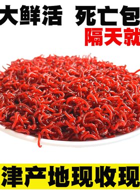 天津红虫鲜活特大鲫鱼鲤鱼