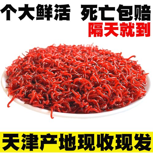 天津红虫鲜活特大鲫鱼鲤鱼